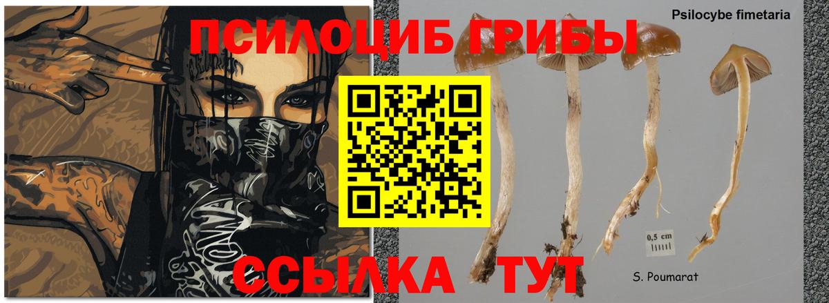 Псилоцибиновые грибы MAGIC MUSHROOMS Коломна